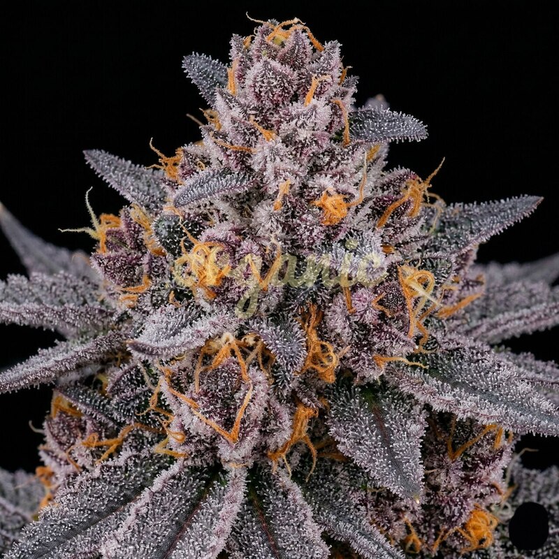 Grapericot Pie autoflower marijuana seeds