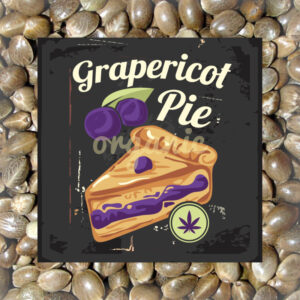 Grapericot Pie feminized marijuana seeds