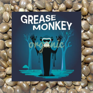 Grease Monkey feminized marijuana seeds