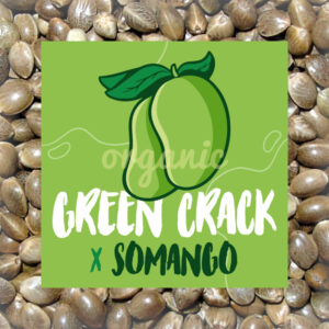 Green Crack x Somango feminized marijuana seeds