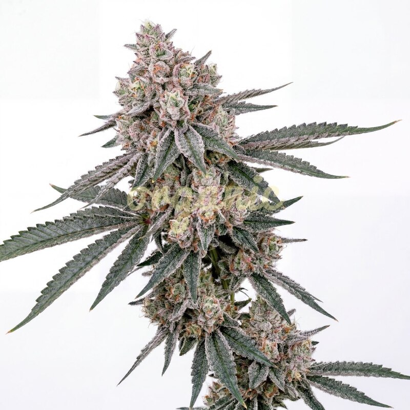 Guava Galaxy feminized marijuana seeds