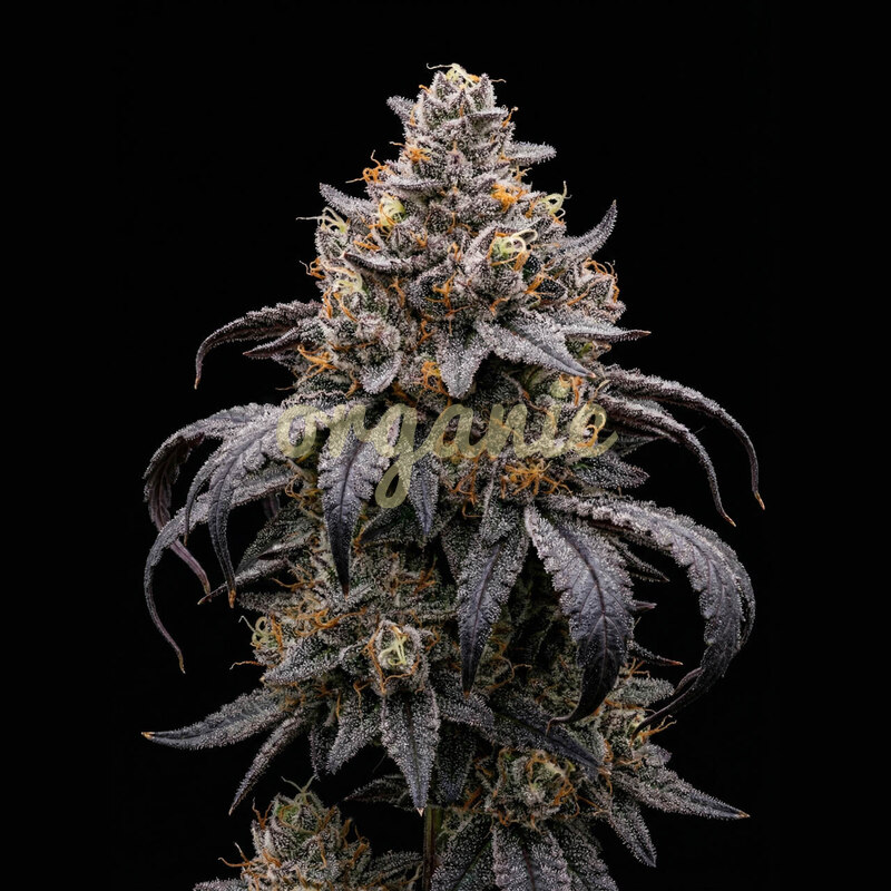 Gush Mints feminized marijuana seeds