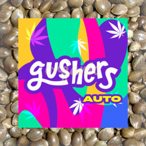 Gushers autoflower marijuana seeds