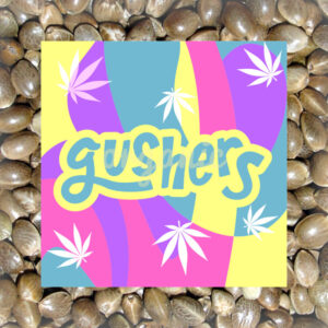 Gushers feminized marijuana seeds