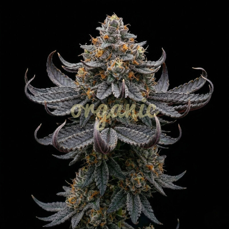 Han Solo Burger feminized marijuana seeds