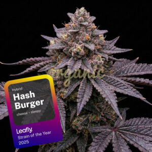 Hash Burger feminized marijuana seeds