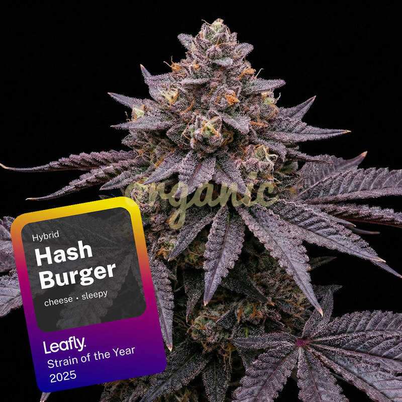 Hash Burger feminized marijuana seeds