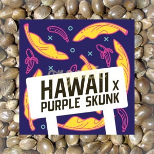 Hawaii x Purple Skunk feminized marijuana seeds