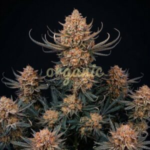 Hawaiian Snow autoflower marijuana seeds