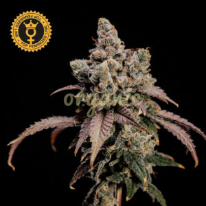 Hidden Vice feminized marijuana seeds