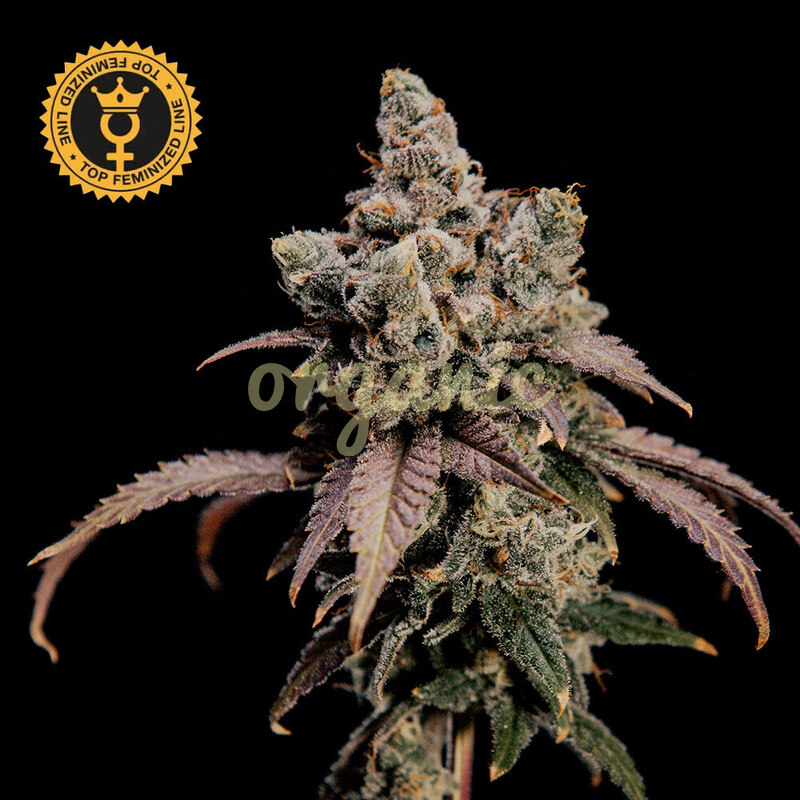Hidden Vice feminized marijuana seeds