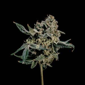Hokuzan feminized marijuana seeds
