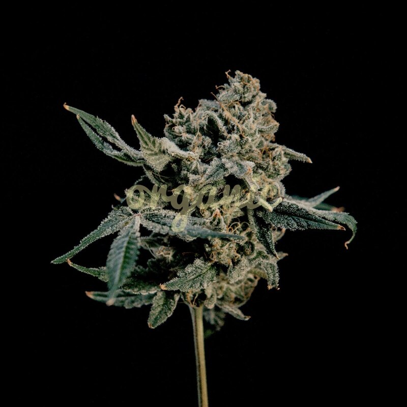 Hokuzan feminized marijuana seeds