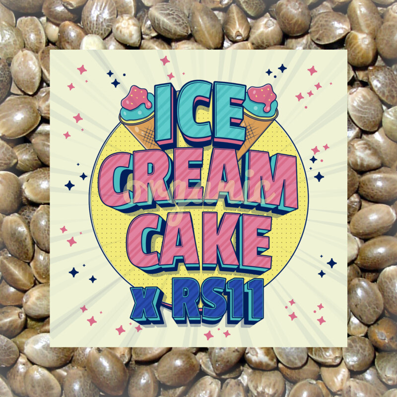 Ice Cream Cake x RS11 feminized marijuana seeds