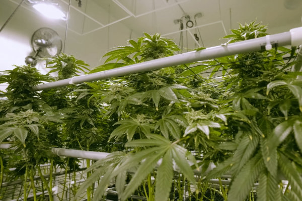 indoor cannabis plants under lights
