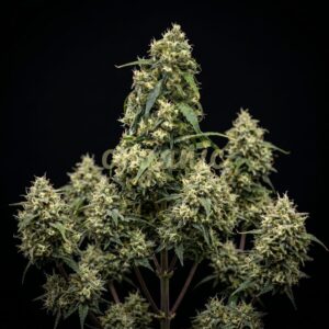 Jack Cookies autoflower marijuana seeds