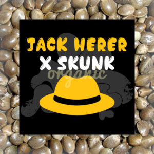 Jack Herer x Skunk feminized marijuana seeds