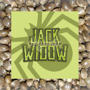 Jack Widow feminized marijuana seeds