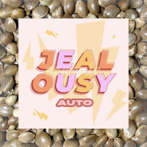 Jealousy autoflower marijuana seeds