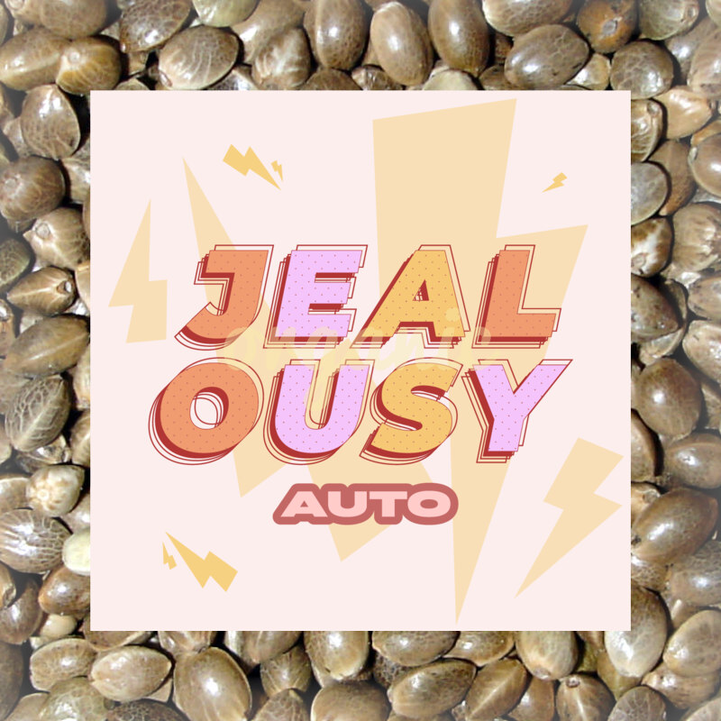 Jealousy autoflower marijuana seeds