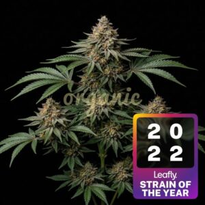 Jealousy feminized marijuana seeds