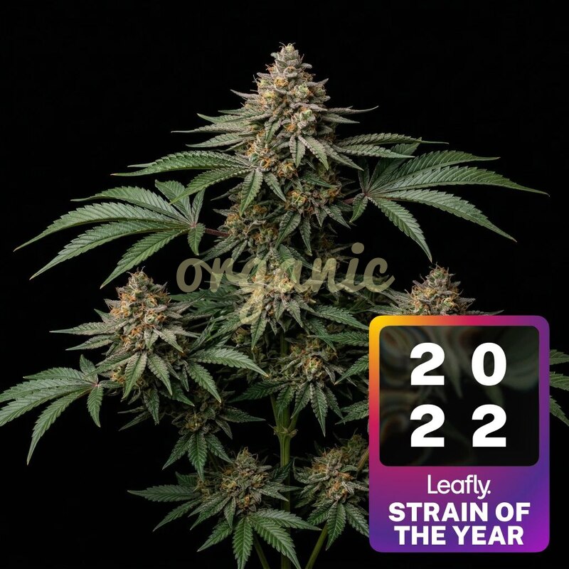 Jealousy feminized marijuana seeds