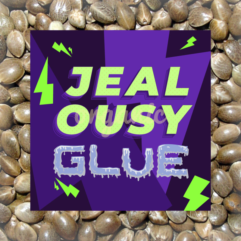 Jealousy Glue feminized marijuana seeds