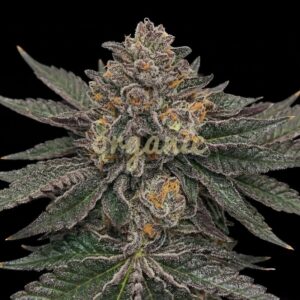 Jet Fuel Gelato feminized marijuana seeds