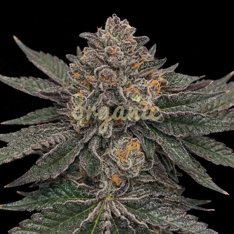 Jet Fuel Gelato feminized marijuana seeds