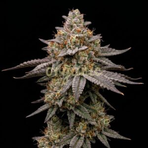 Kali Dog feminized marijuana seeds