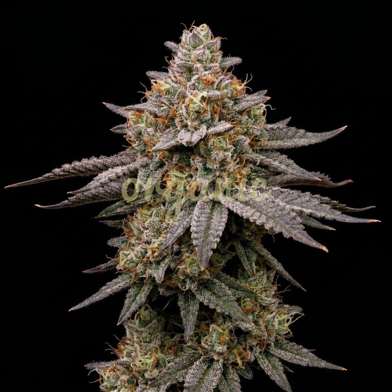 Kali Dog feminized marijuana seeds