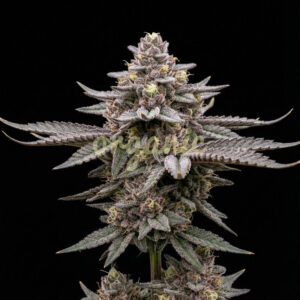 Khalifa Kush autoflower marijuana seeds