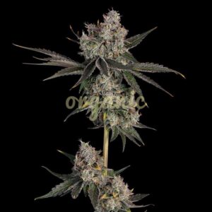 Knockout feminized marijuana seeds