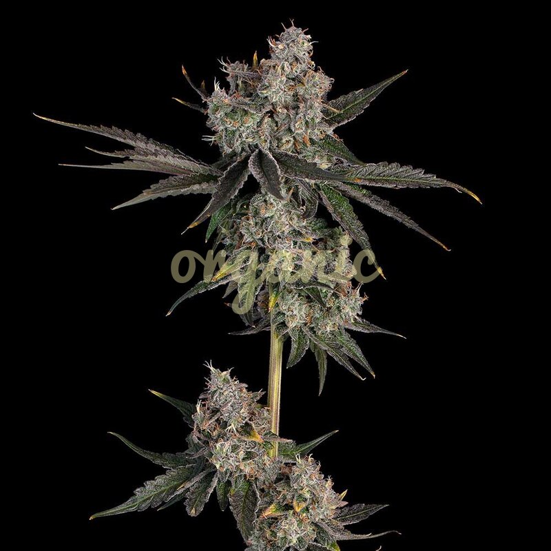 Knockout feminized marijuana seeds
