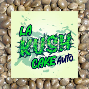 LA Kush Cake autoflower marijuana seeds