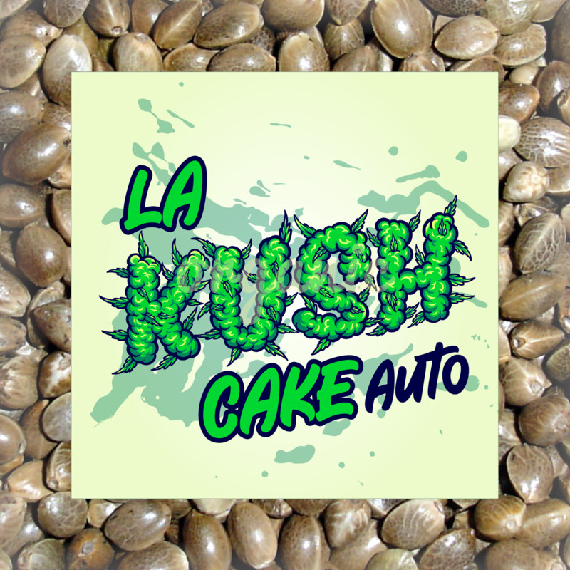 LA Kush Cake autoflower marijuana seeds