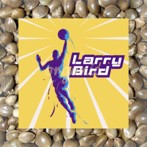 Larry Bird feminized marijuana seeds