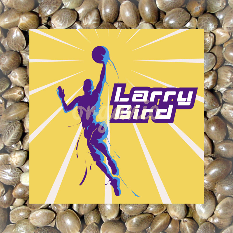 Larry Bird feminized marijuana seeds