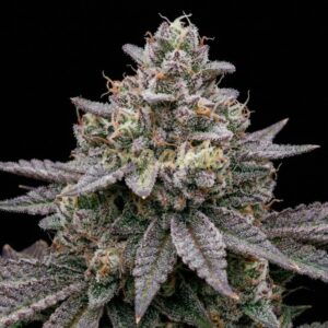 Lemon Cherry Gelato feminized marijuana seeds