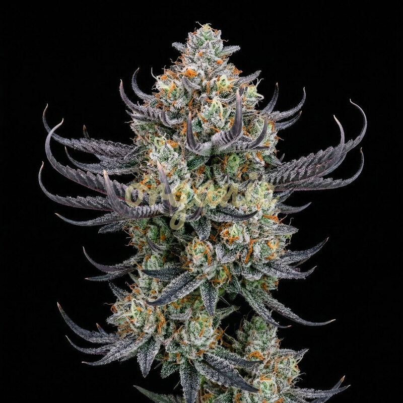 Lemon G feminized marijuana seeds