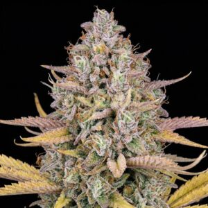 Lemon Kush autoflower marijuana seeds