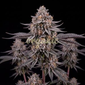London Pound Cake feminized marijuana seeds
