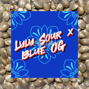 Lyly Sour x Blue OG feminized marijuana seeds