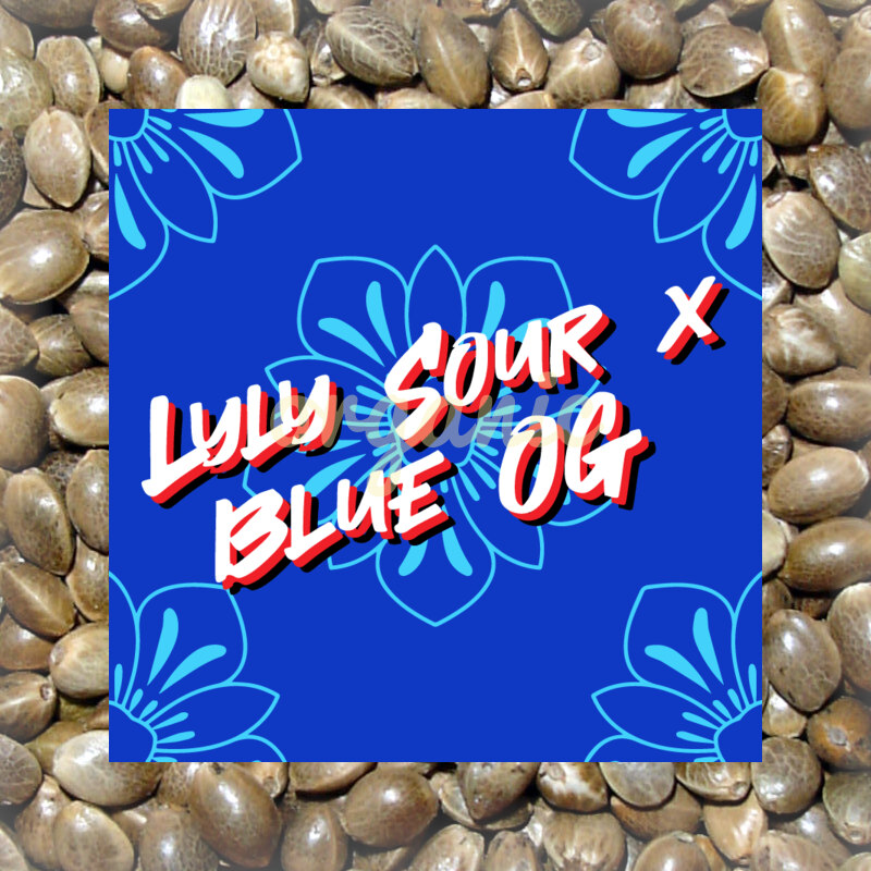 Lyly Sour x Blue OG feminized marijuana seeds