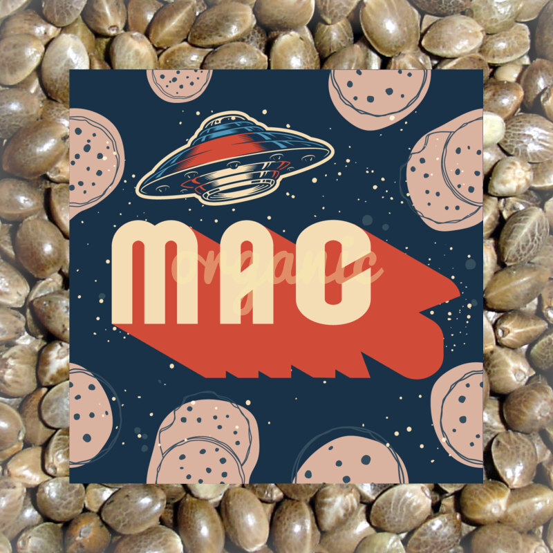 MAC feminized marijuana seeds