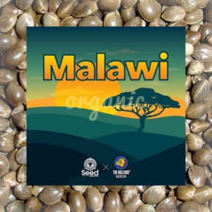 Malawi feminized marijuana seeds