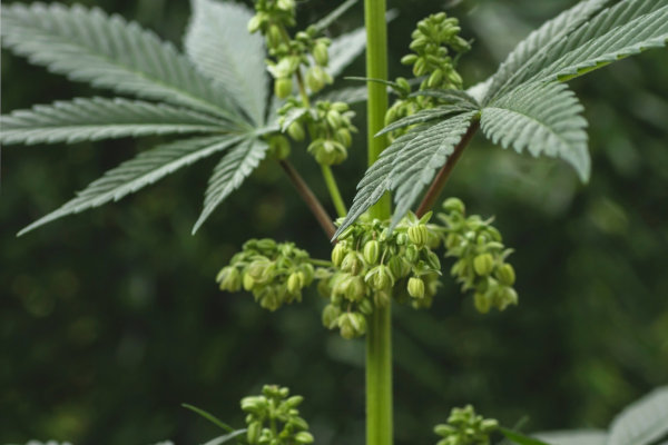 male cannabis plant showing open pollen sacs
