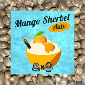 Mango Sherbet Auto Seeds