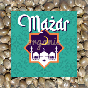 Mazar feminized marijuana seeds