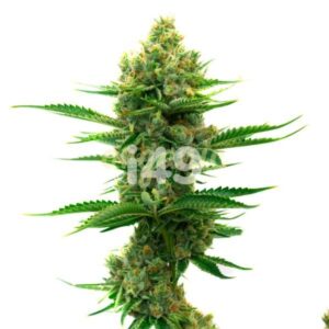 Mazar regular marijuana seeds